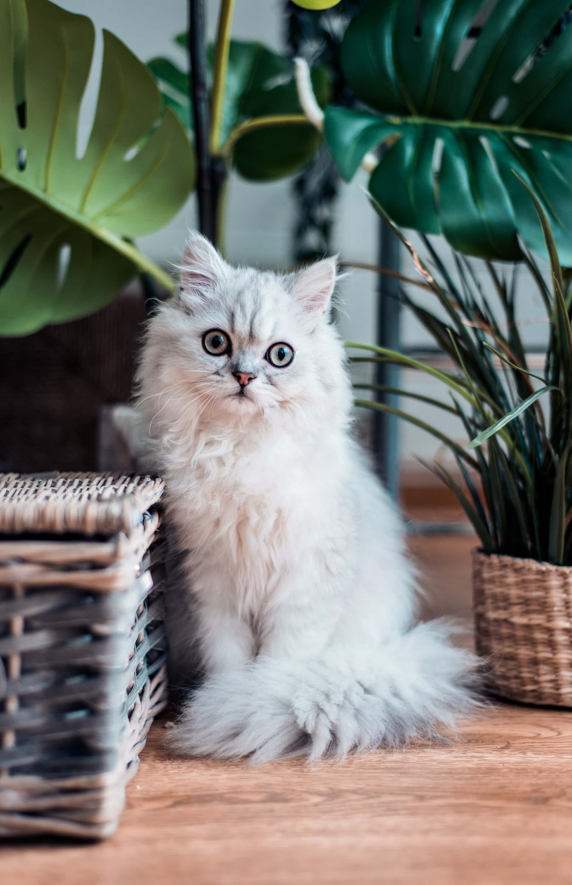 Convivenza pacifica tra piante e gatti di casa - Cose di Casa