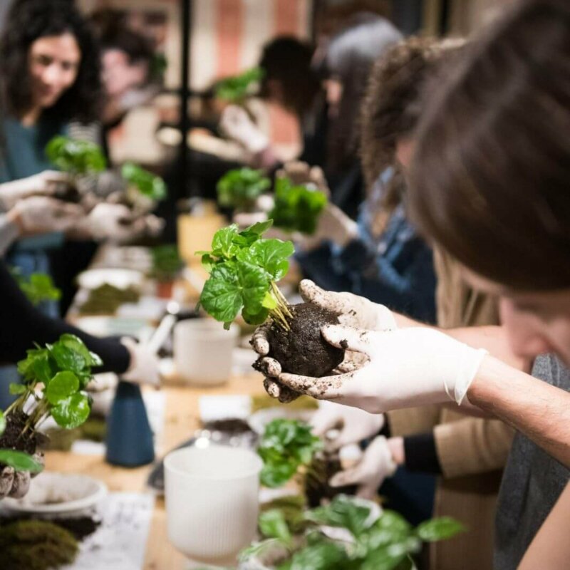 WORKSHOP KOKEDAMA